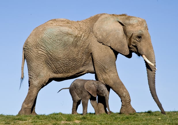 Howletts elephants.jpg