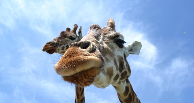 giraffe close up.jpg