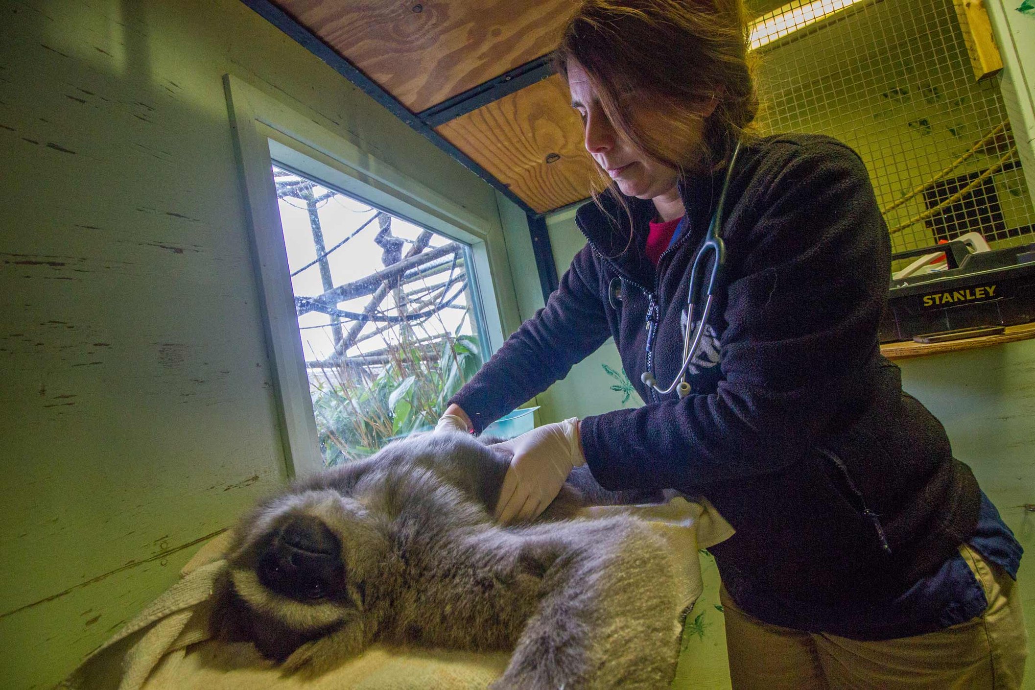 Head Vet, Jane Hopper, carries out a health check