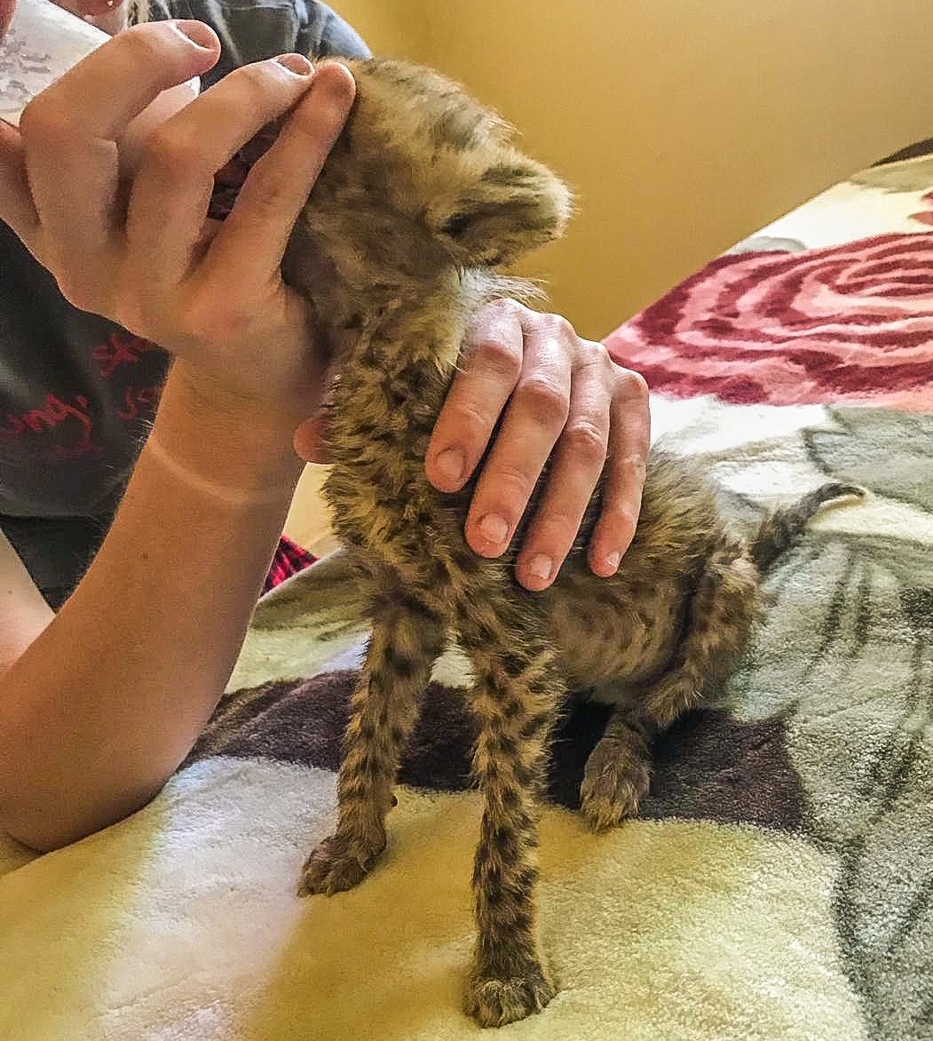 Bottle feeding cheetah cub in Somaliland c The Aspinall Foundation