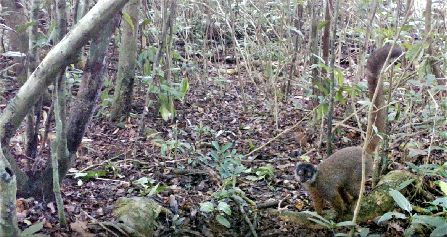 Brown lemur