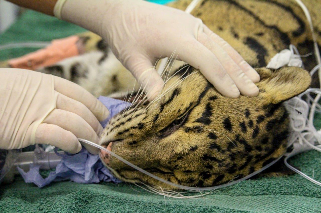 Clouded leopard undergoes dental treatment at Port Lympne Hotel & Reserve c Port Lympne Hotel & Reserve