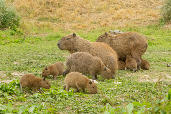 Cute capybara kits  at Port Lympne Hotel& Reserve c Port Lympne Hotel & Reserve