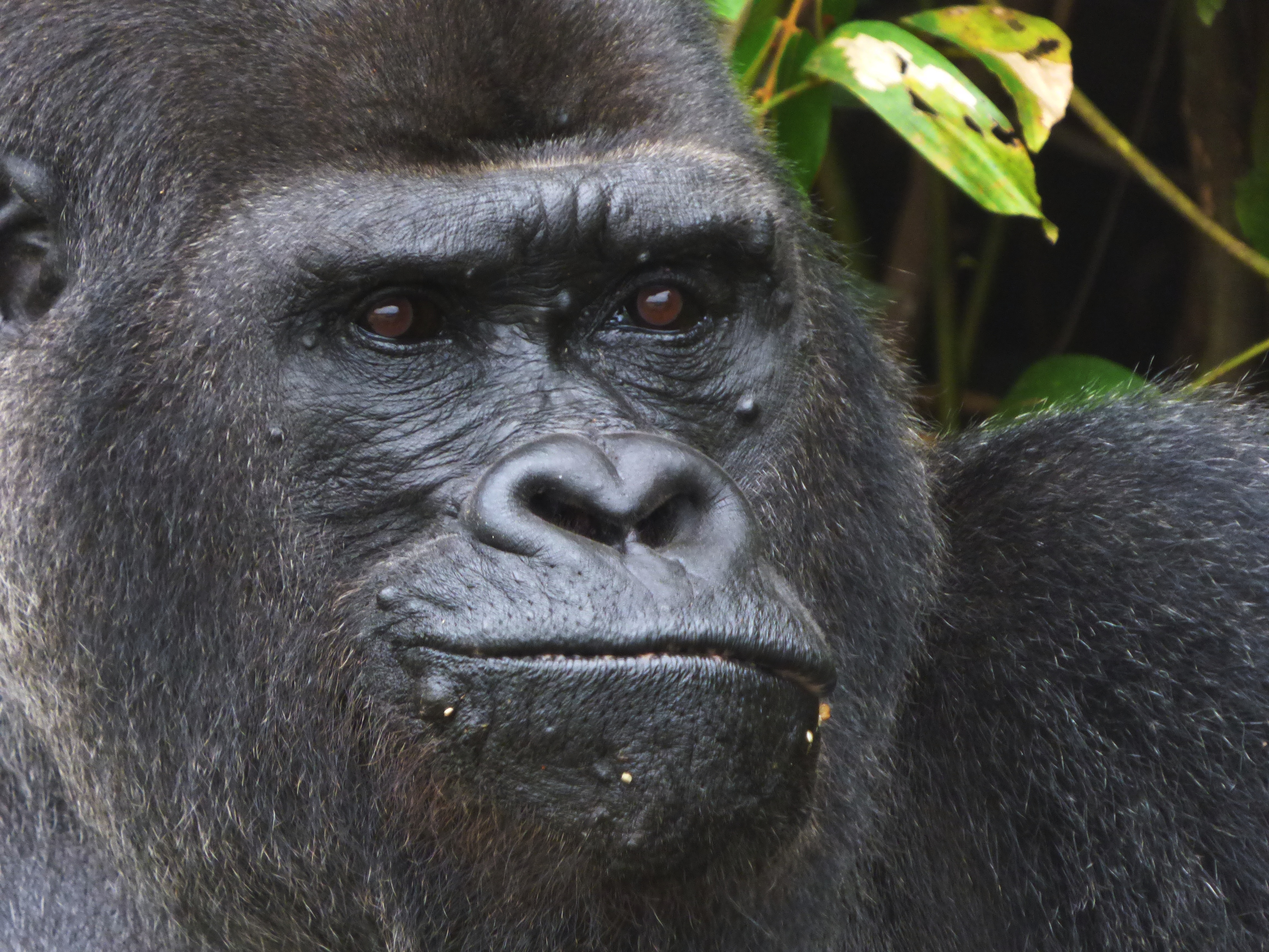 Gabon Update December 2019