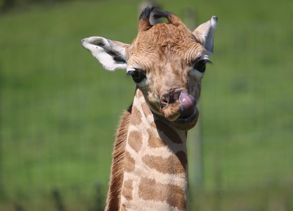 Giraffe Calf at Port Lympne Hotel & Reserve edit