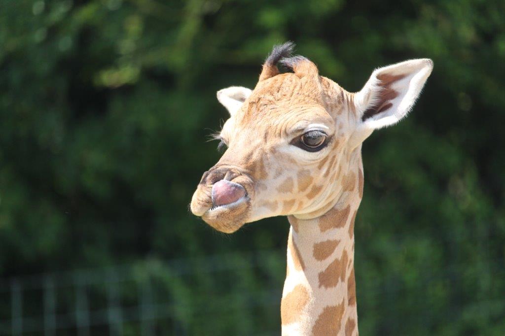 Giraffe calf born at Port Lympne Hotel & Reserve 1