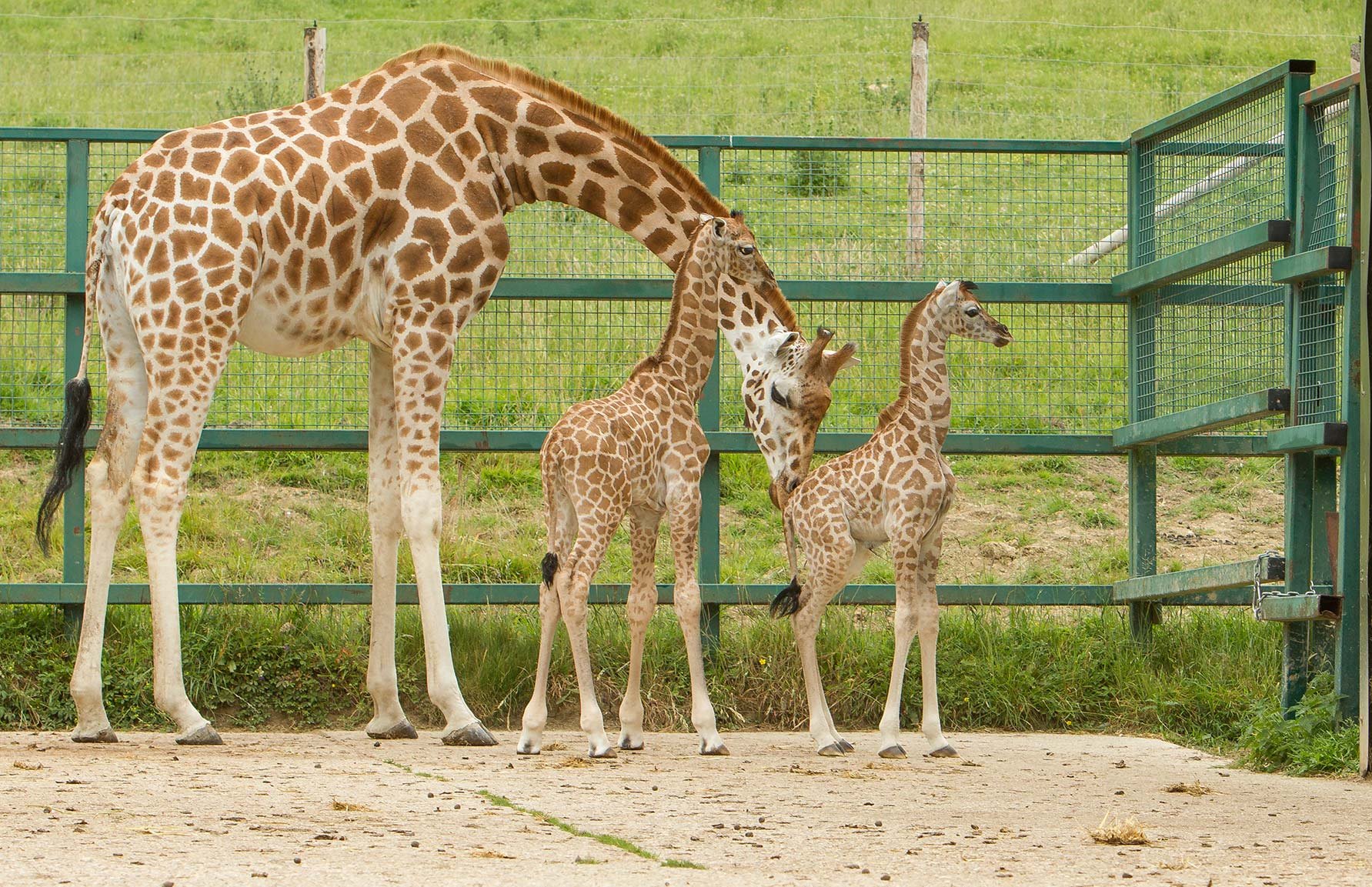 Giraffe calves at Port Lympne Hotel & Reserve Kent