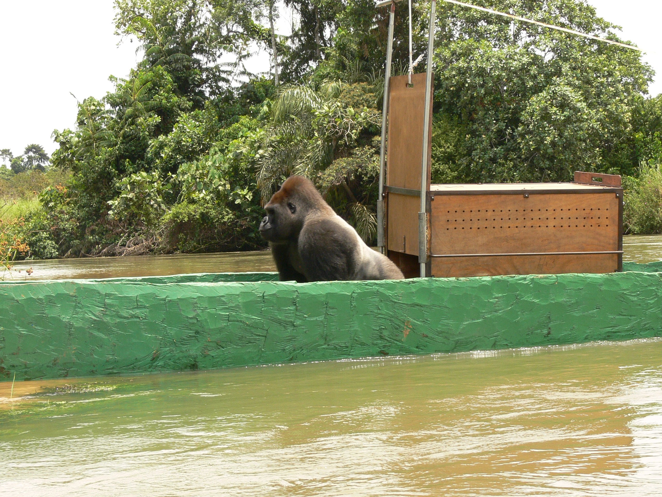 Gorilla release in Congo 1 (c) Tony King _ Aspinall Foundation