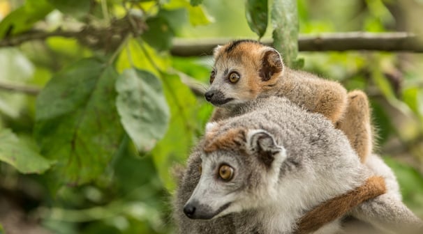 Howletts babylemur