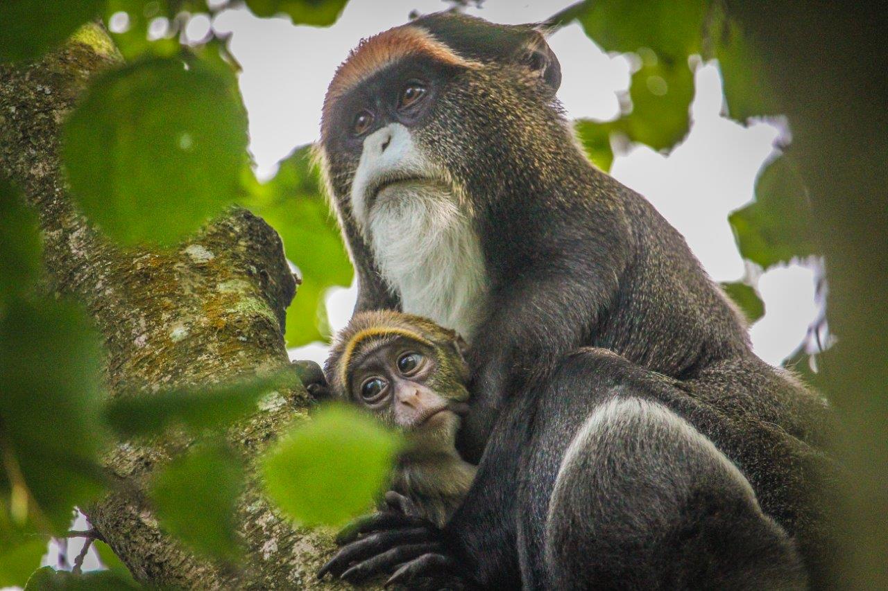 Infant De Brazza's monkey makes debut at Port Lympne Hotel & Reserve