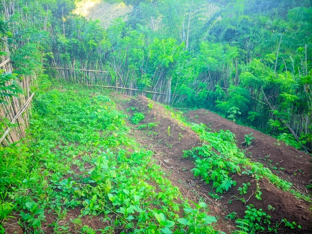 Jardin  potager