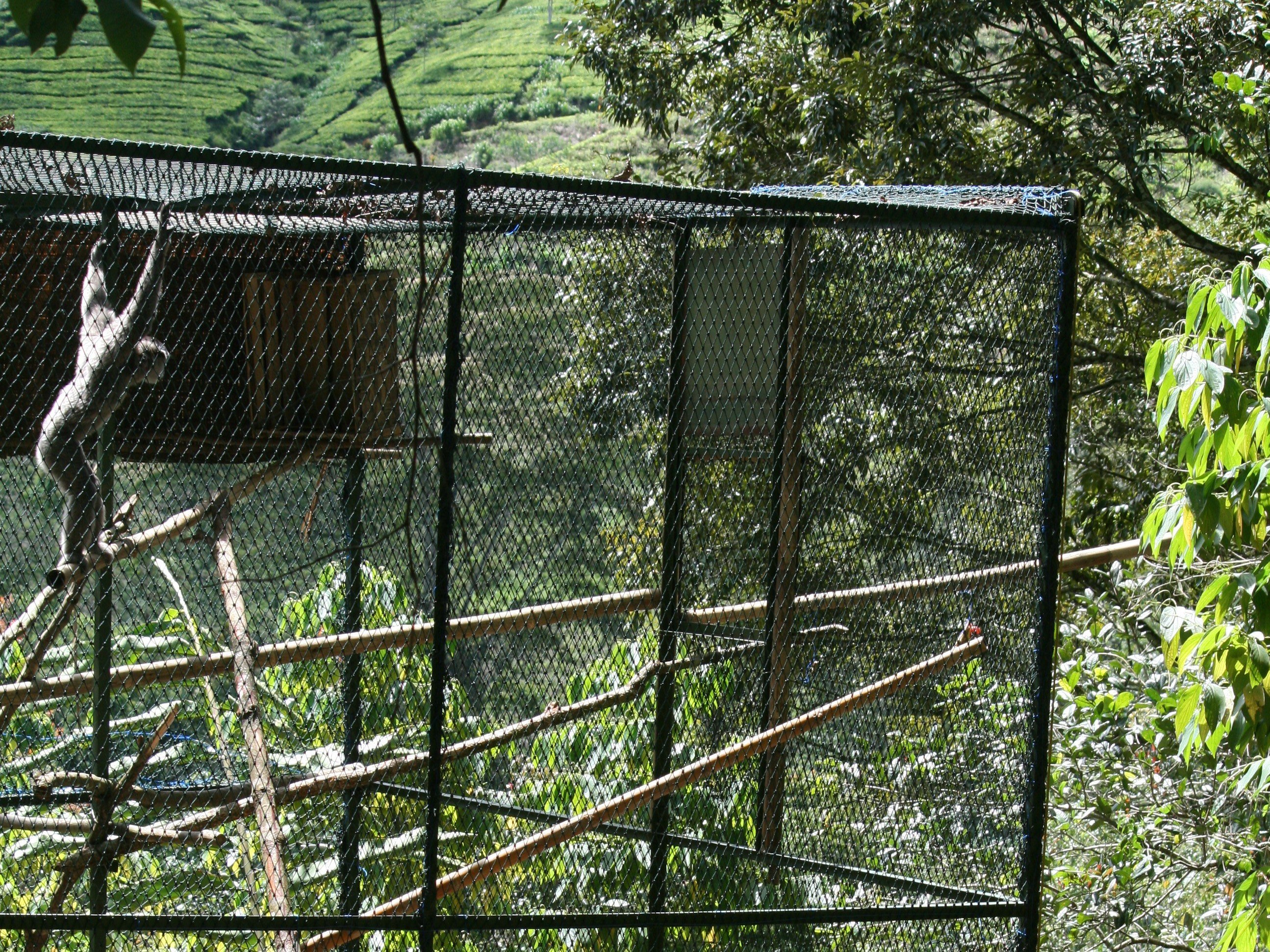 Javan gibbon soft release (c) Tony King _ KLHK _ Aspinall Foundation