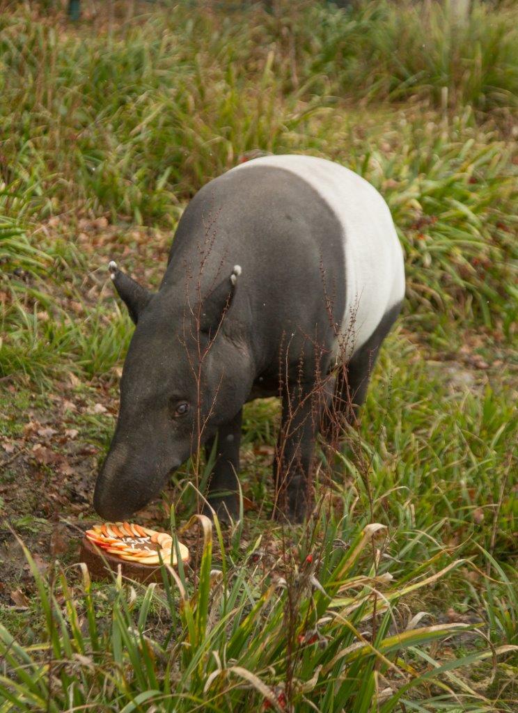 Kingut enjoys his birthday cake at Port Lympne Hotel & Reserve c Port Lympne Hotel & Reserve