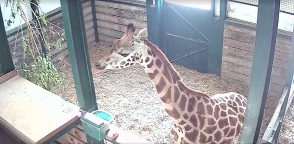 Lunar a female rothschild giraffe at Port Lympne Hotel & Reserve