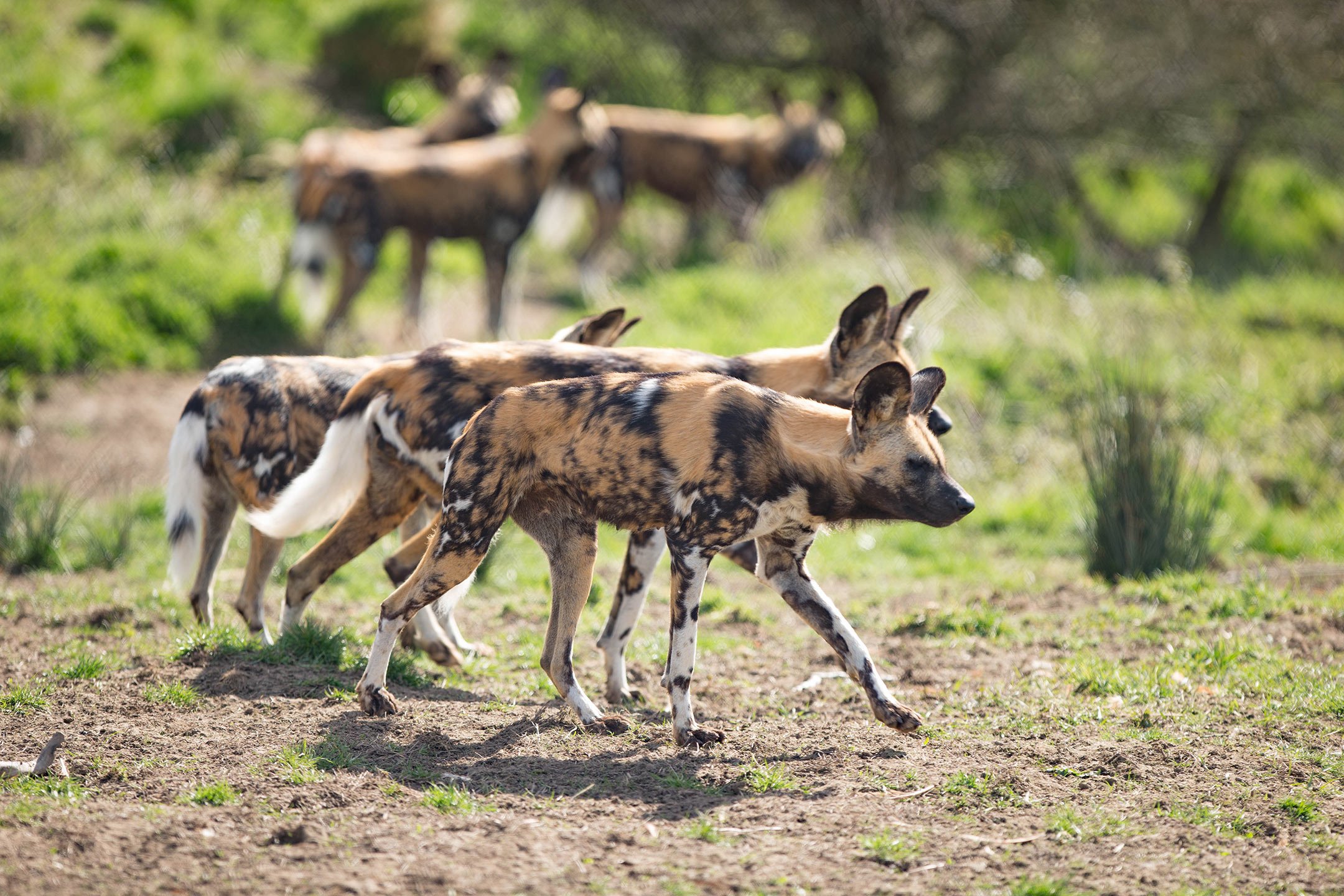 Madi-Front_African-Painted-Dogs_Dave-Rolfe_AD7T1854_SMALL