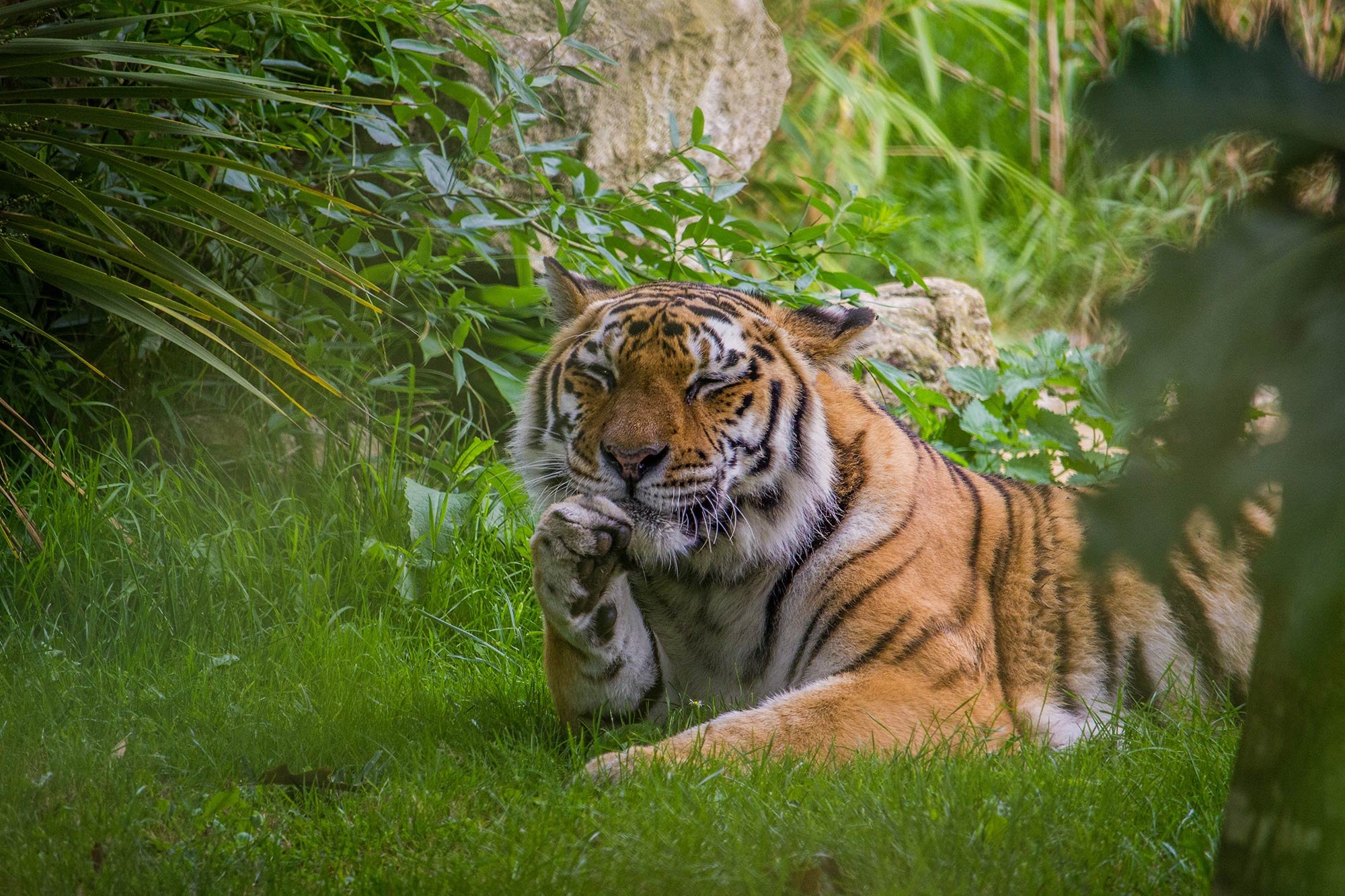 Nika-Tiger-Howletts_Obituary_SMALL