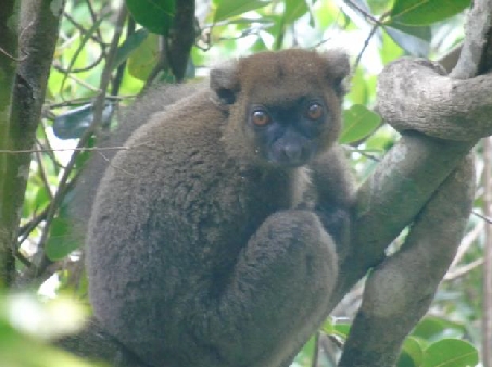 Greater Bamboo Lemur