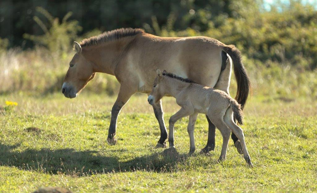 Rare Foal Finds Her Feet At Port Lympne Hotel & Reserve c Dave Rolfe