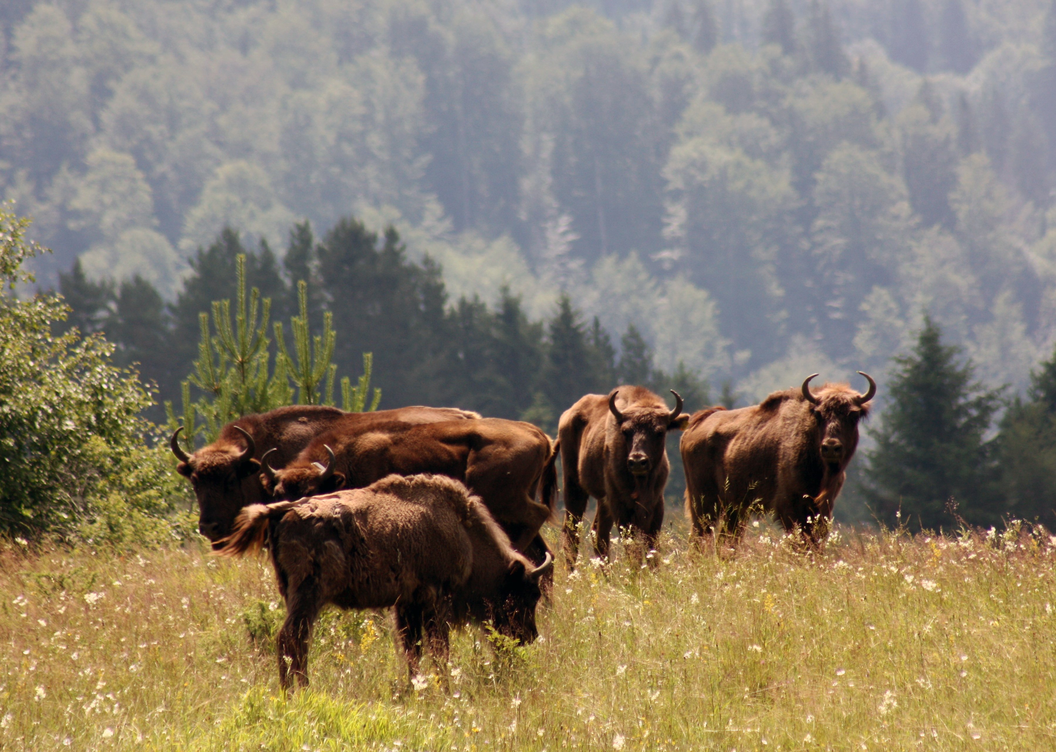 Released European bison in Vanatori Neamt Nature Park Romania (c) VNNP administration