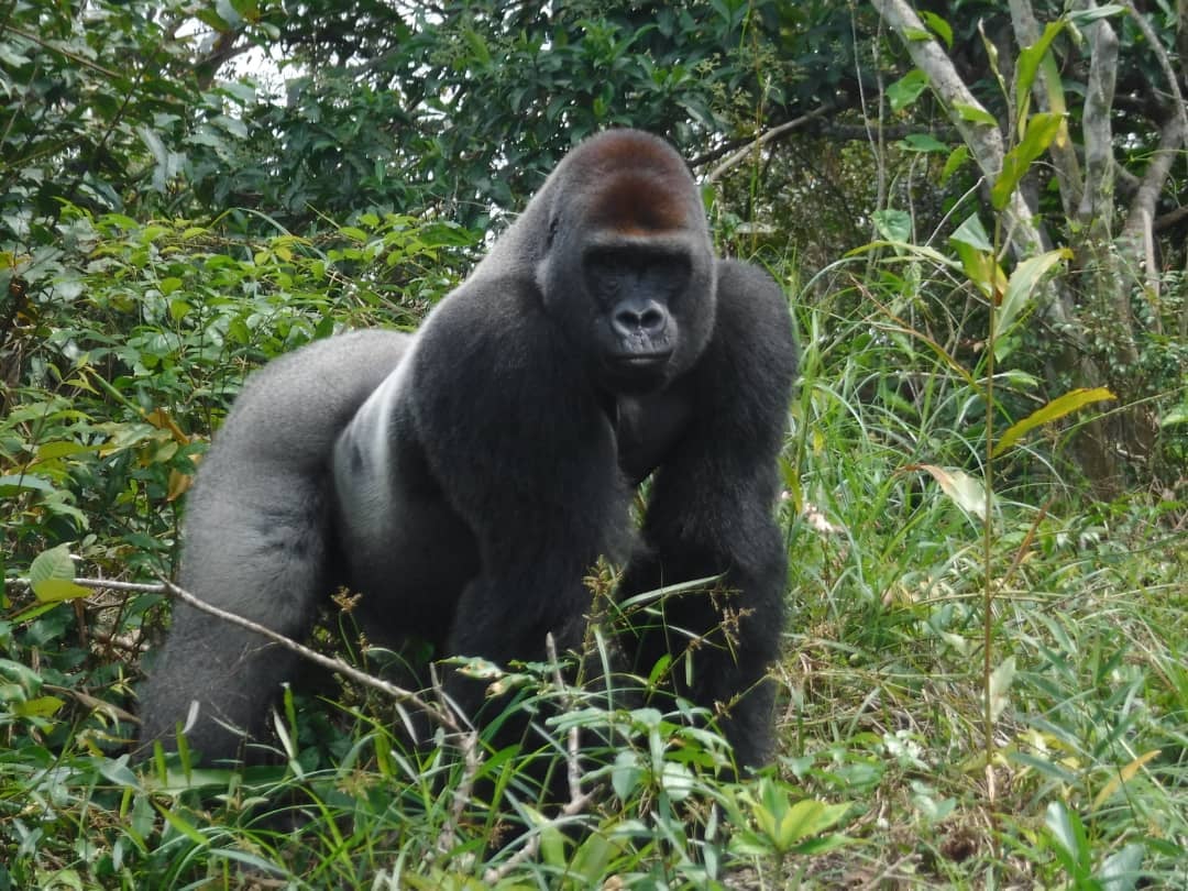 STG-CA-680 Silverback Djeke in Lesio-Louna reserve Credit The Aspinall Foundation