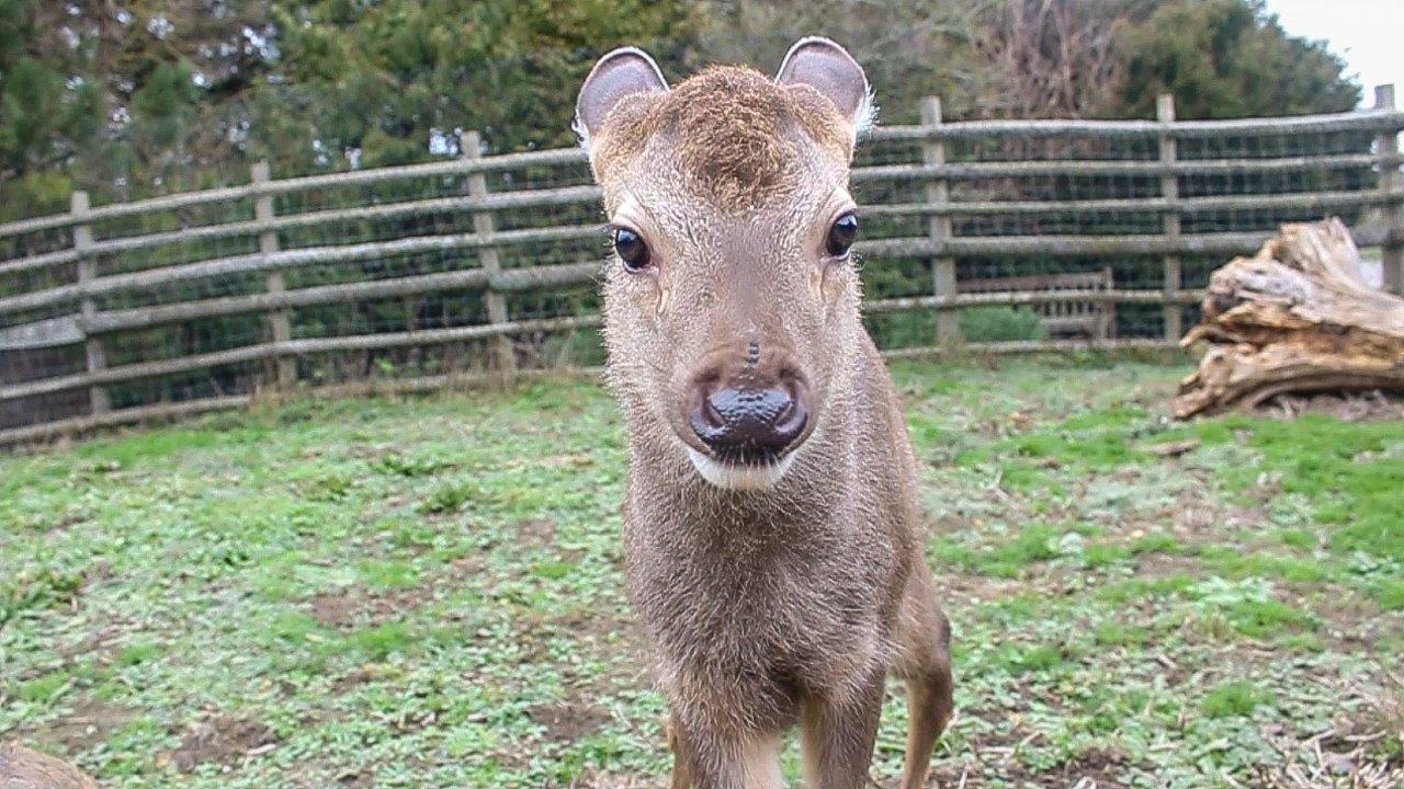 Sambar Fawn at Port Lympne Hotel & Reserve 1