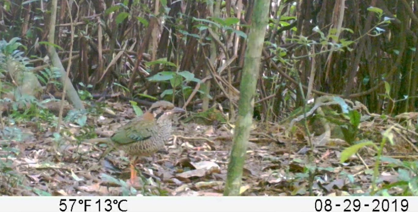 Scaly Ground Roller