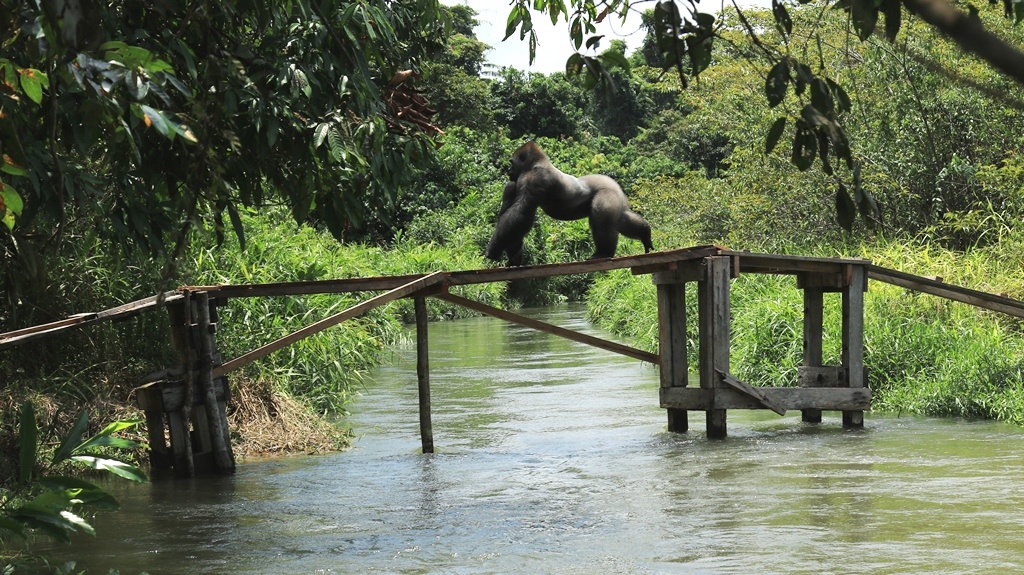 Silverback Rapha crosses the bridge to the wild c The Aspinall Foundation