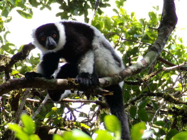 Black and White Ruffed Lemur