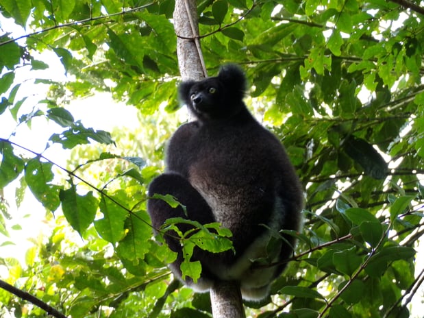 Indri