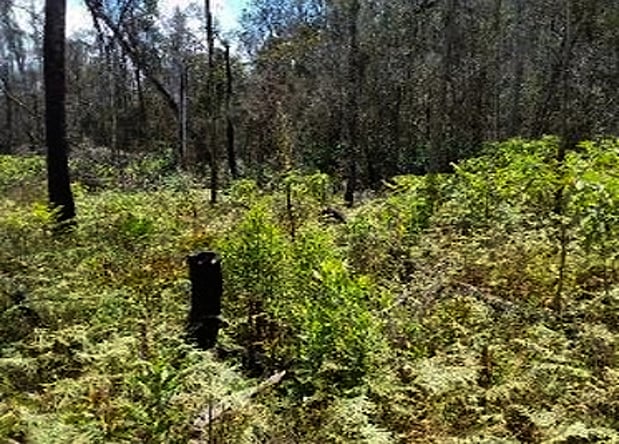 Invasive Ferns