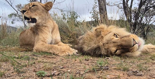 Zemo & Zala in SA