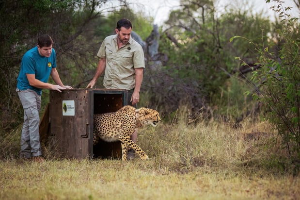 cheetah_wewild_africa_edie_australia_2024-10