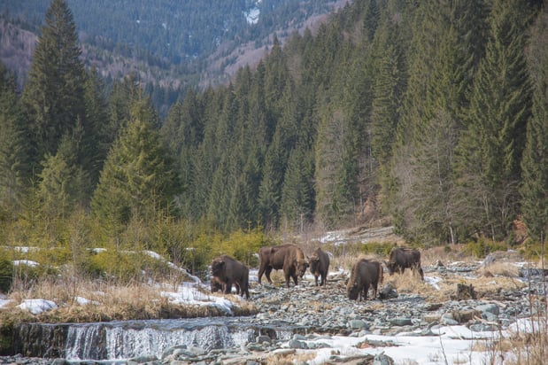 Hyphen the Bison with his group of ladies in the forestry mountains of romania