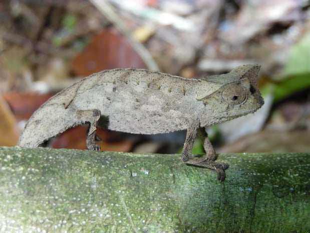 Brown Leaf Chameleon Amboditavolo