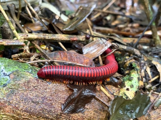 Fire Millipede