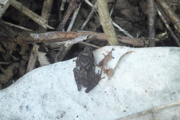 Gephyromantis boulengeri