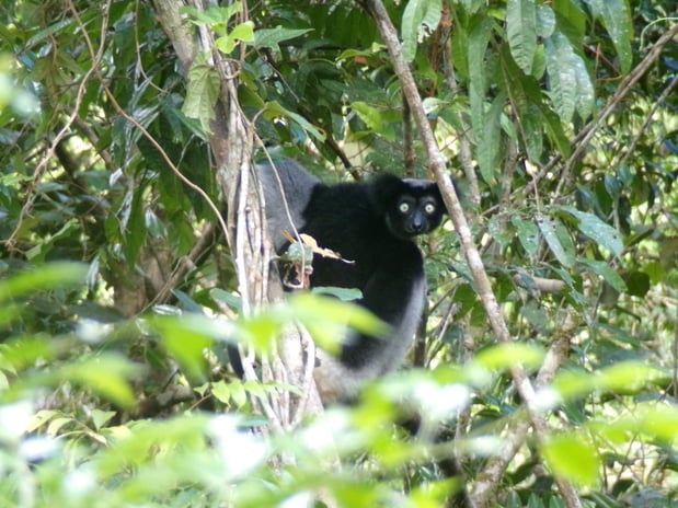 Indri (Bezamba)