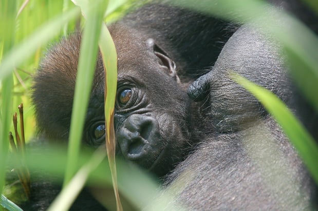 Lengui 2010 with baby by Virginia Rodriguez Ponga (8)