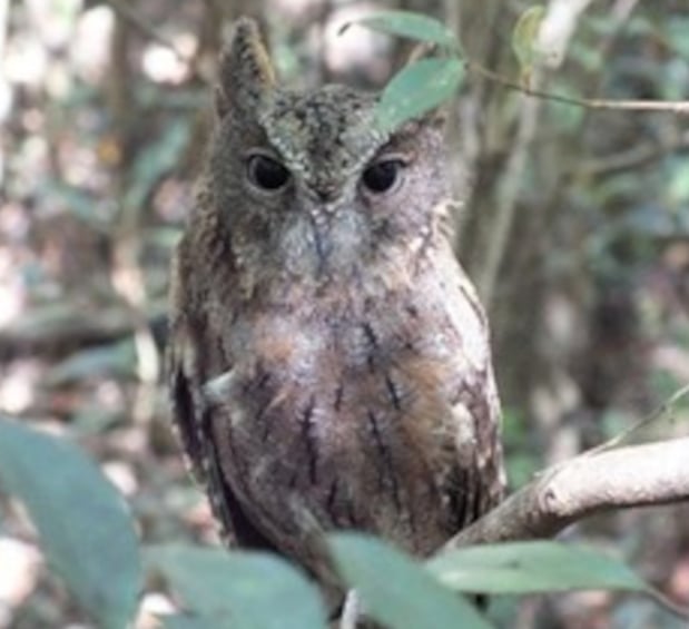 Madagascar Scops Owl Cropped