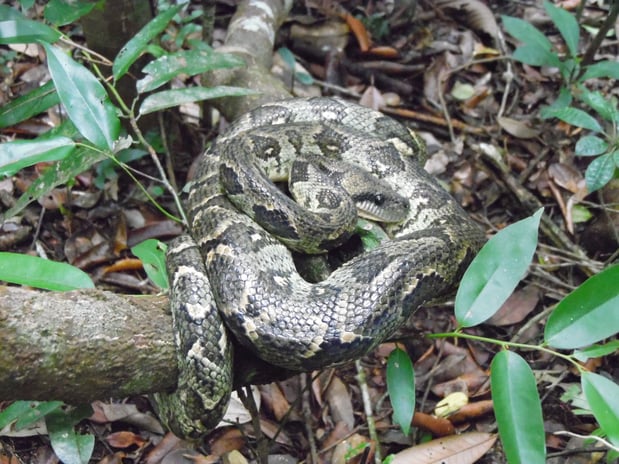 Sanzinia madagascariensis