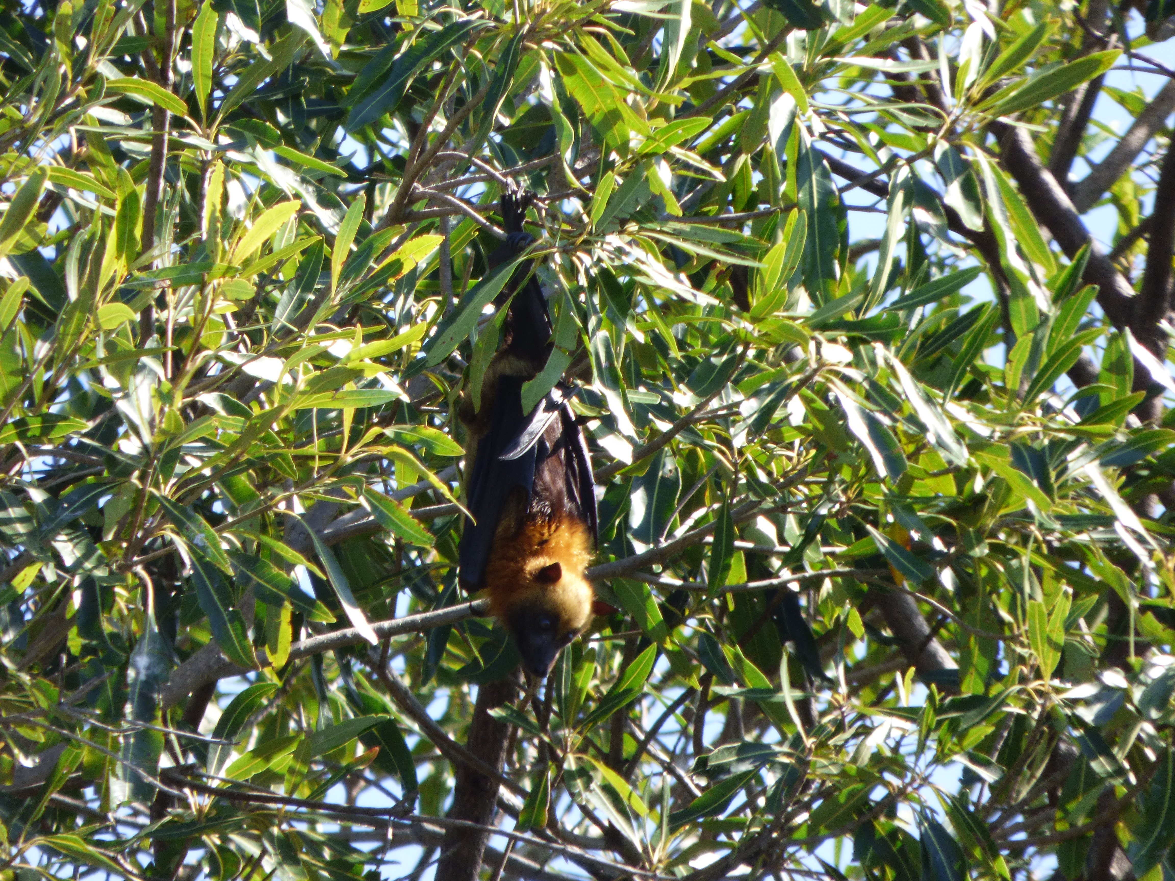 1905 18b Madagascar flying fox Tony King (118)