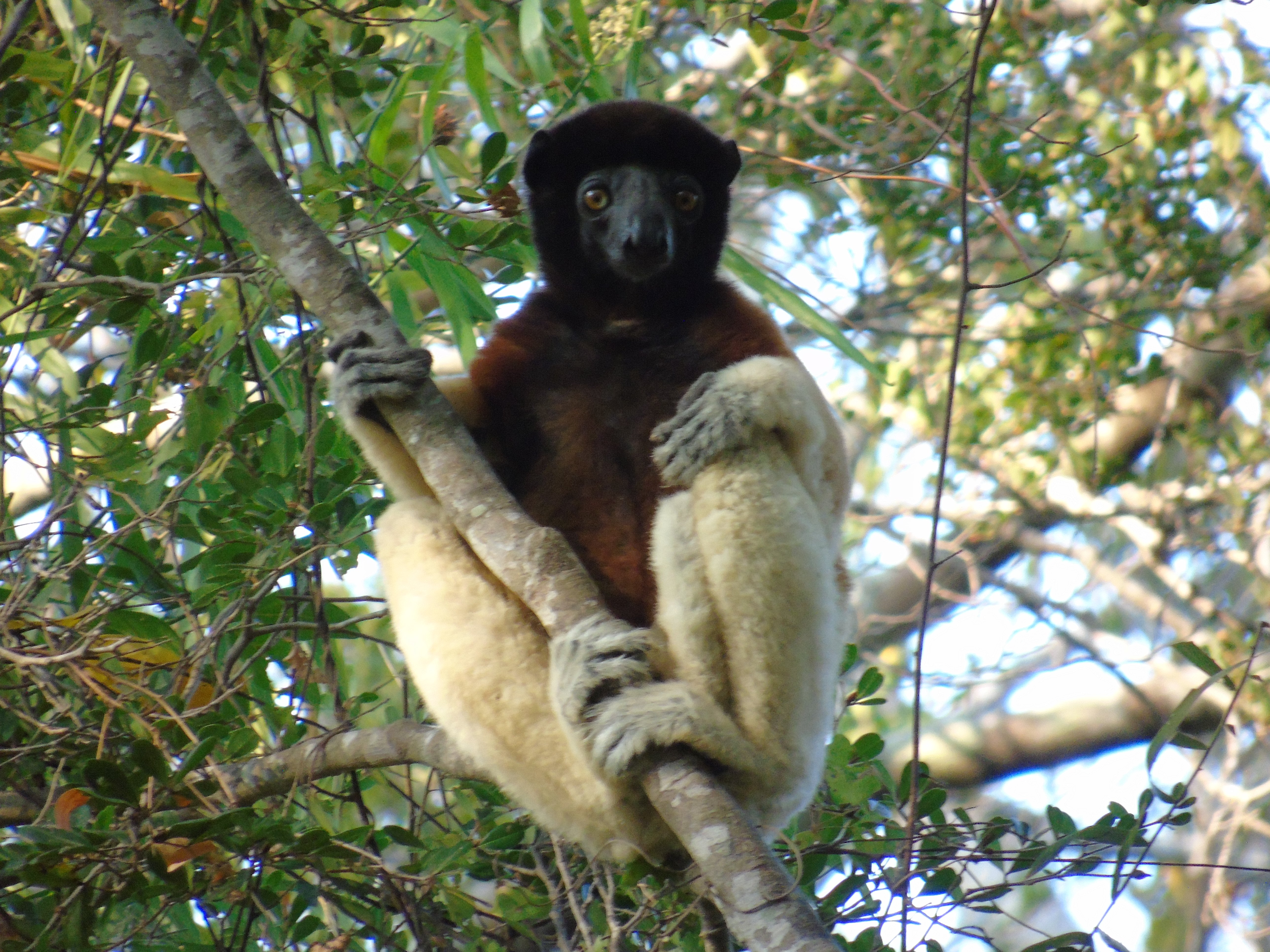 Aspinall 1709 crowned sifaka in Anaboazo forest by Lucien Randrianarimanana (2)