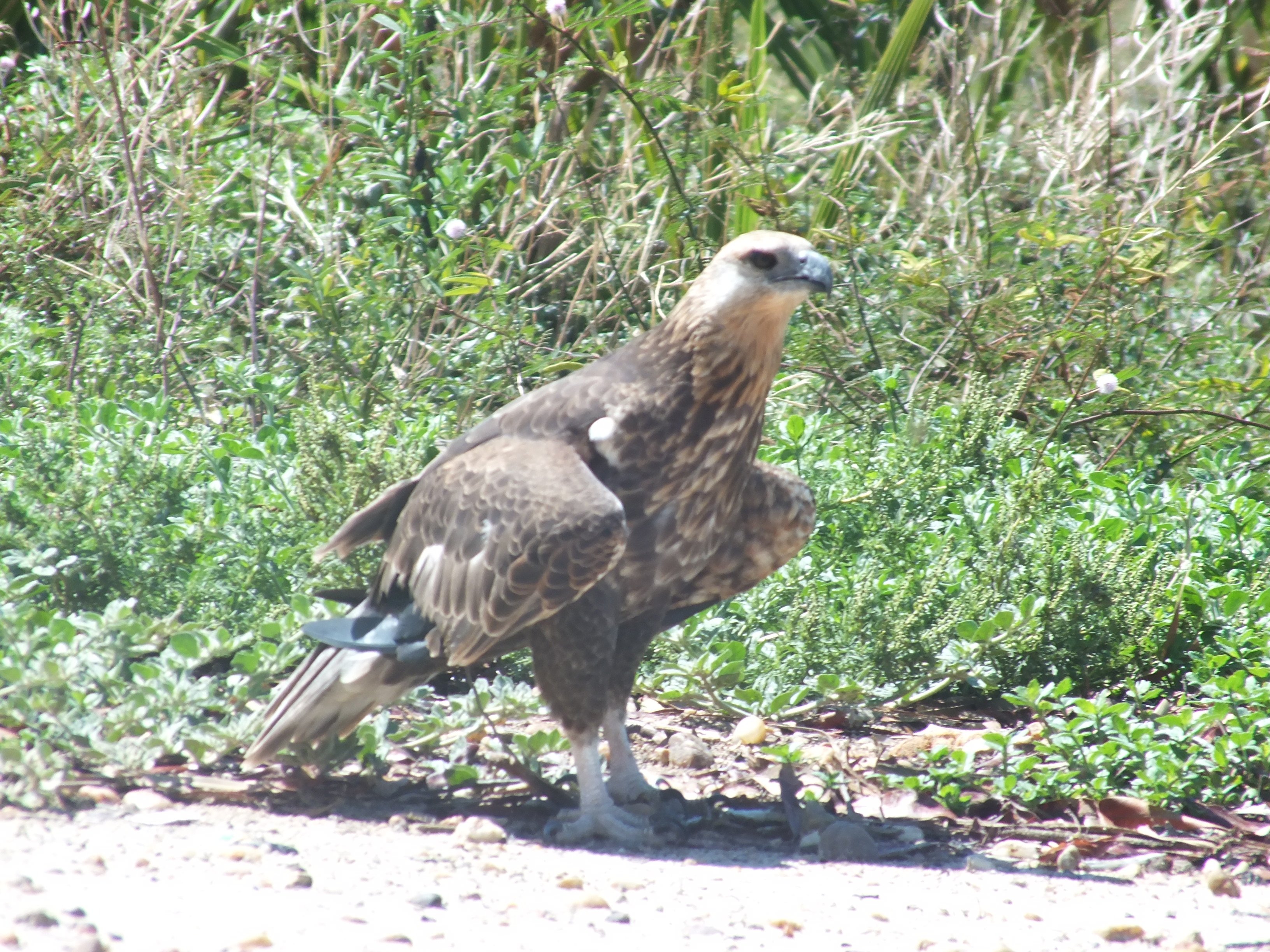 Aspinall 1811 Madagascar fish eagle tamed at Lake Kamotro by Lucien Randrianarimanana (1)