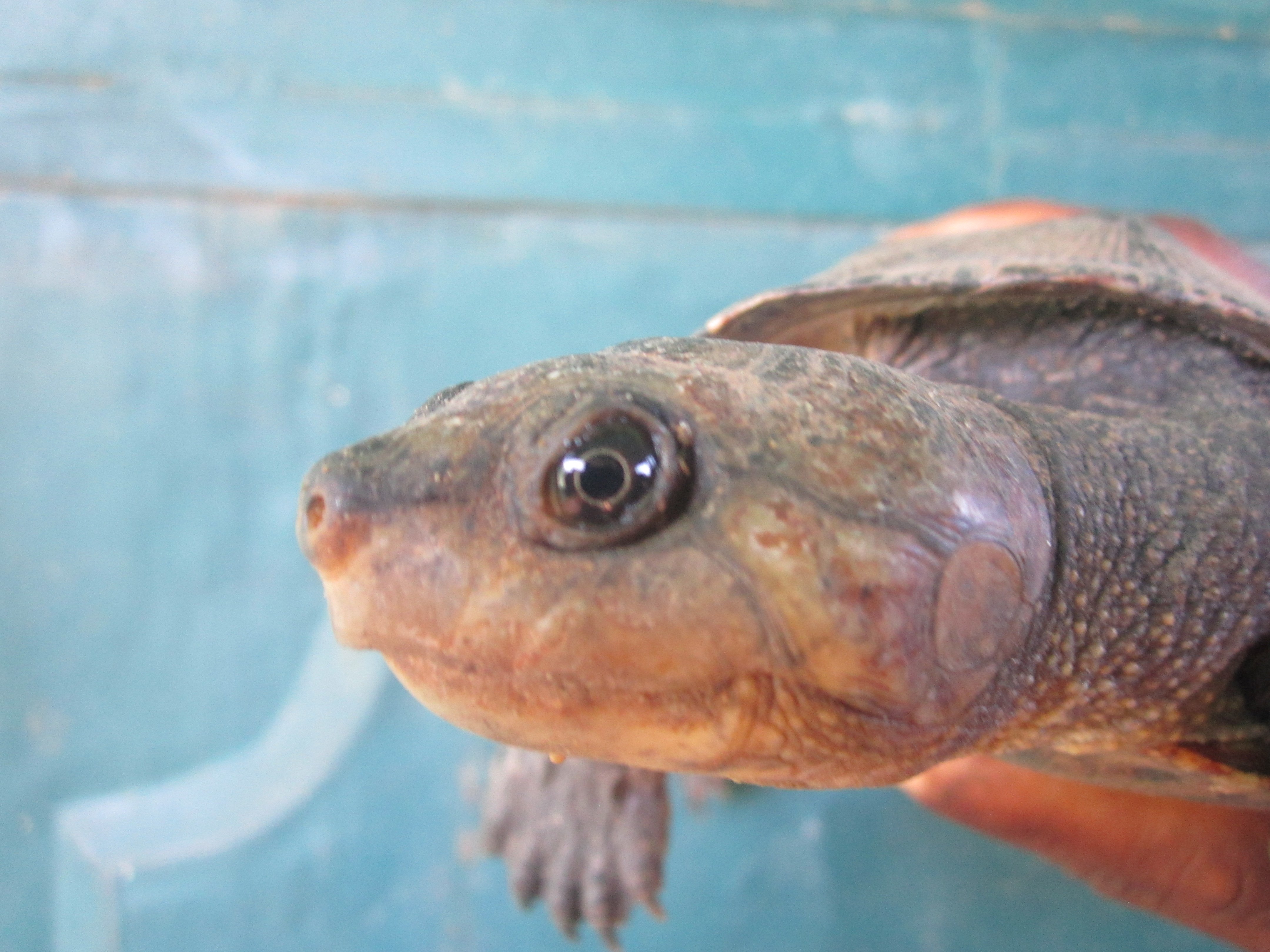 Aspinall 1812 Madagascar big headed turtle at Ambatomasina by Lucien Randrianarimanana (1)