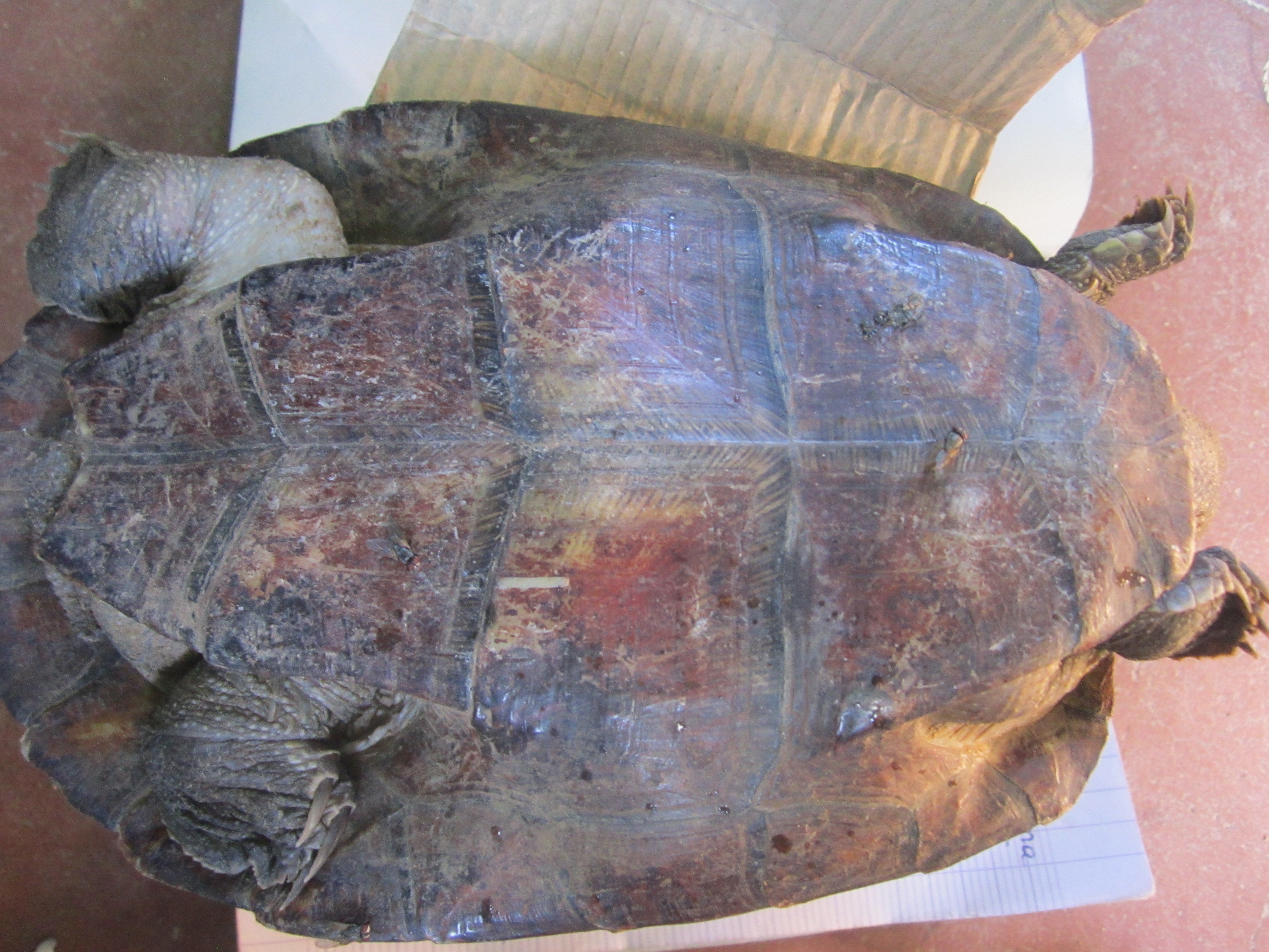 Aspinall 1812 Madagascar big headed turtle at Ambatomasina by Lucien Randrianarimanana (2)