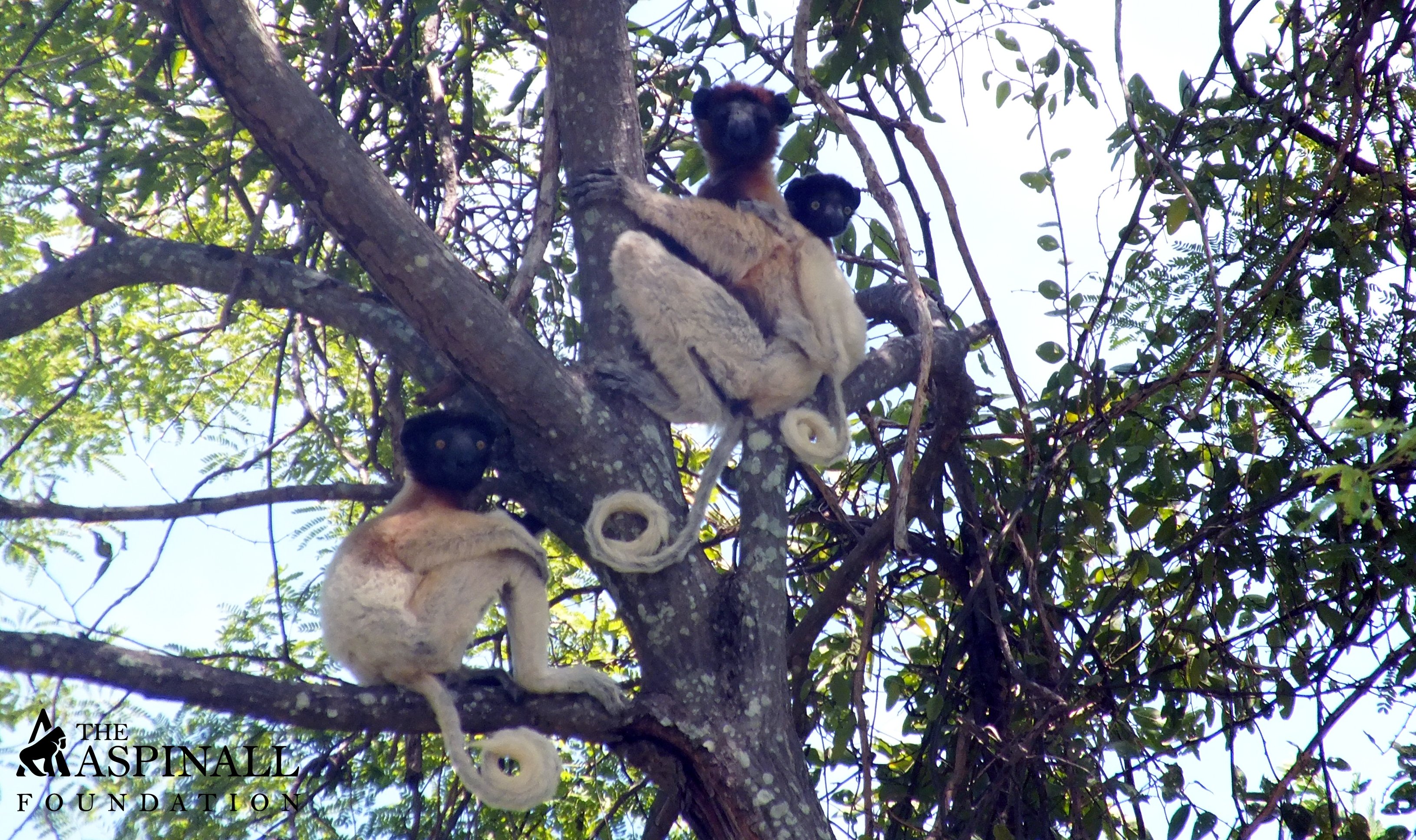 Aspinall 1812 crowned sifaka Header