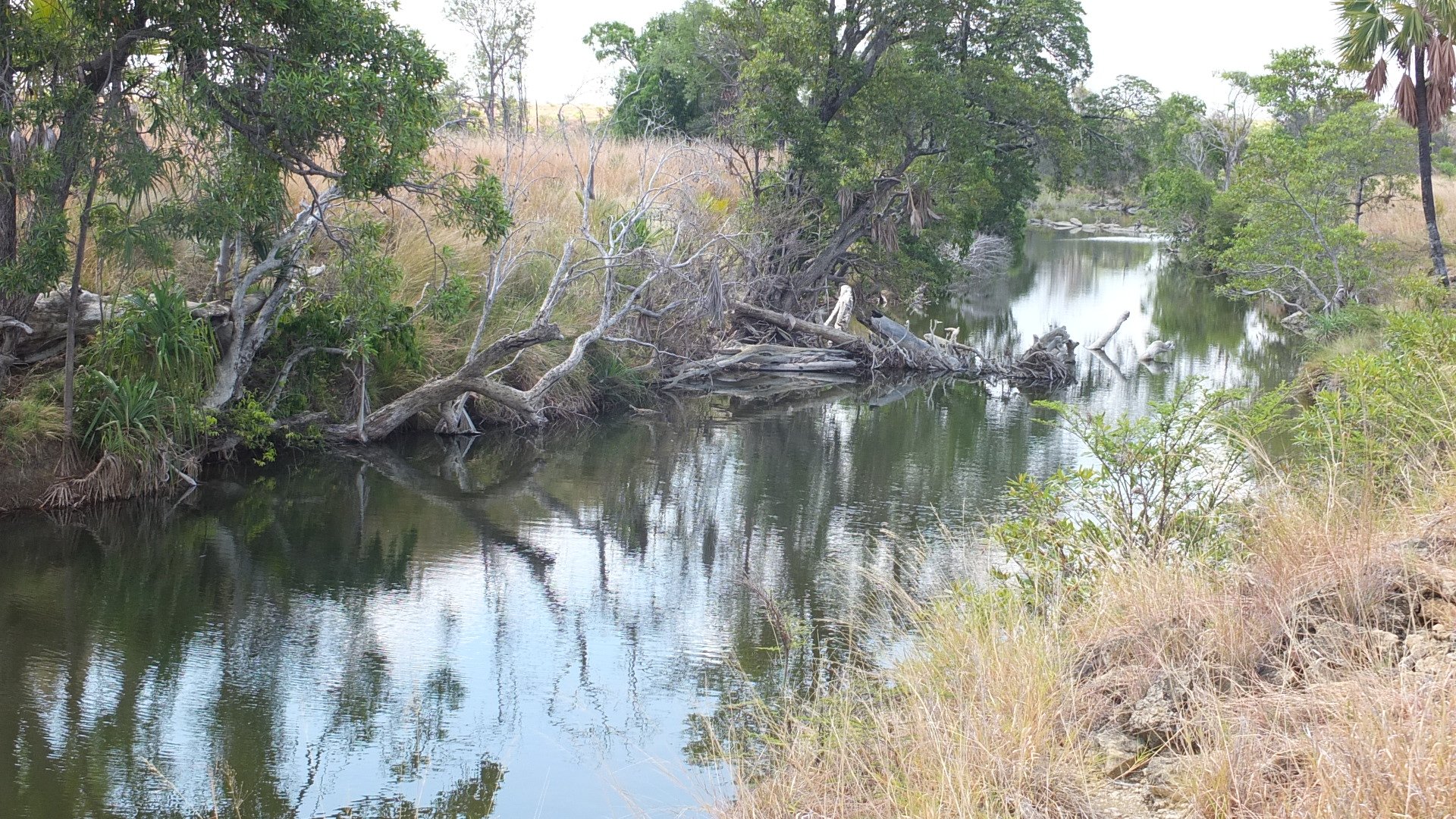 Aspinall 2019 09 turtle habitat at Kamotro by Lucien Randrianarimanana