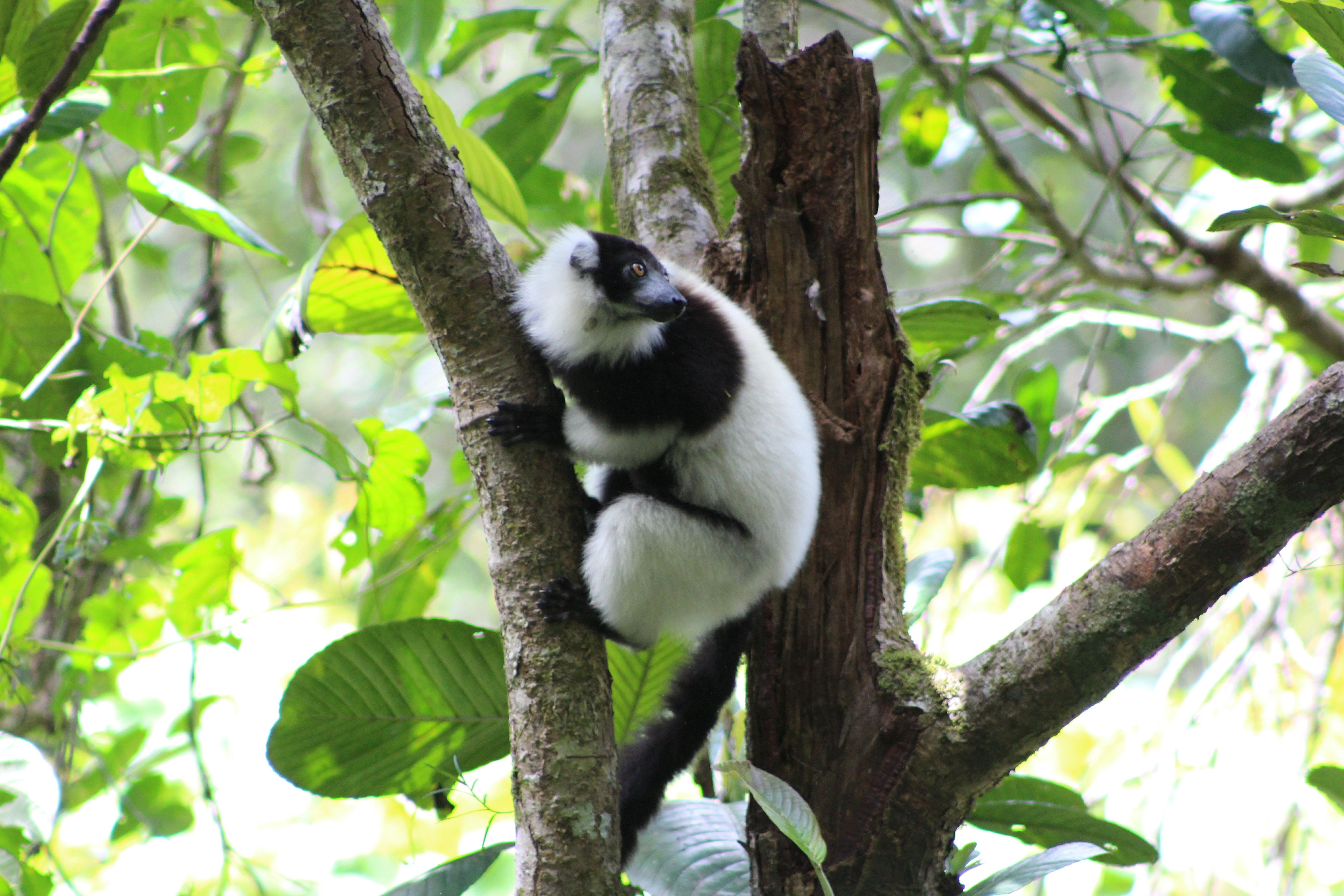 Black & White Ruffed Lemur - Matt Ford