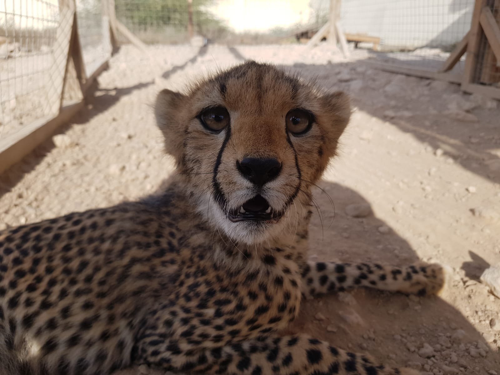 Cheetah Cub