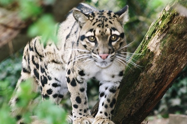 Species Focus - The Clouded Leopard
